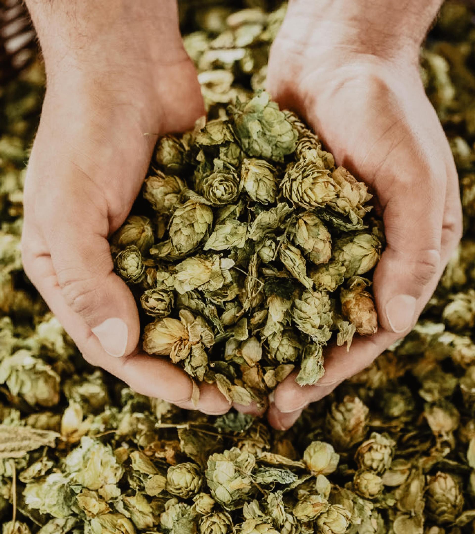 Two hands hold sustainably produced hops for ERDINGER beer production.