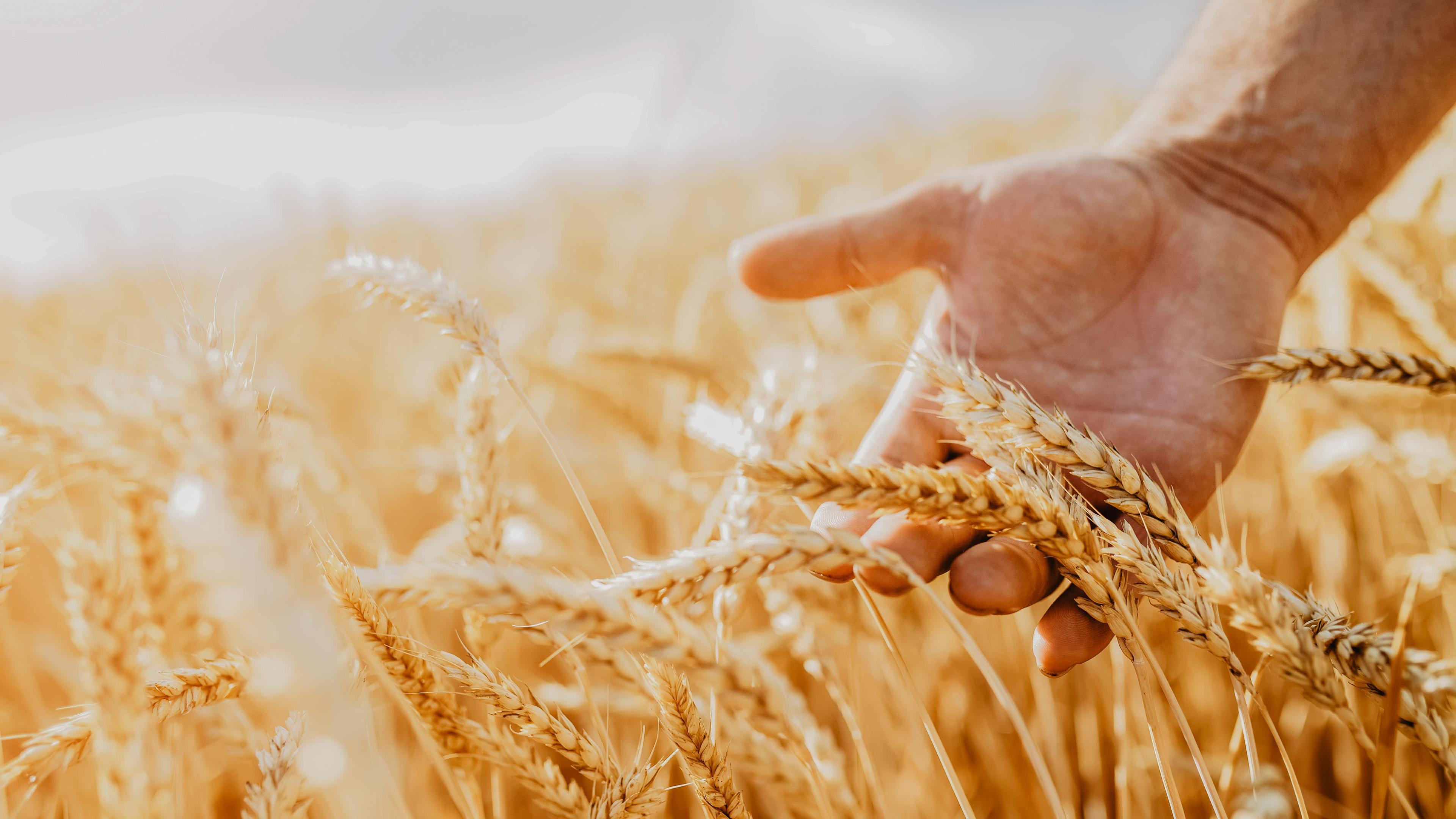 As an example of economic sustainability at ERDINGER, a hand brushes through golden wheat in a field.
