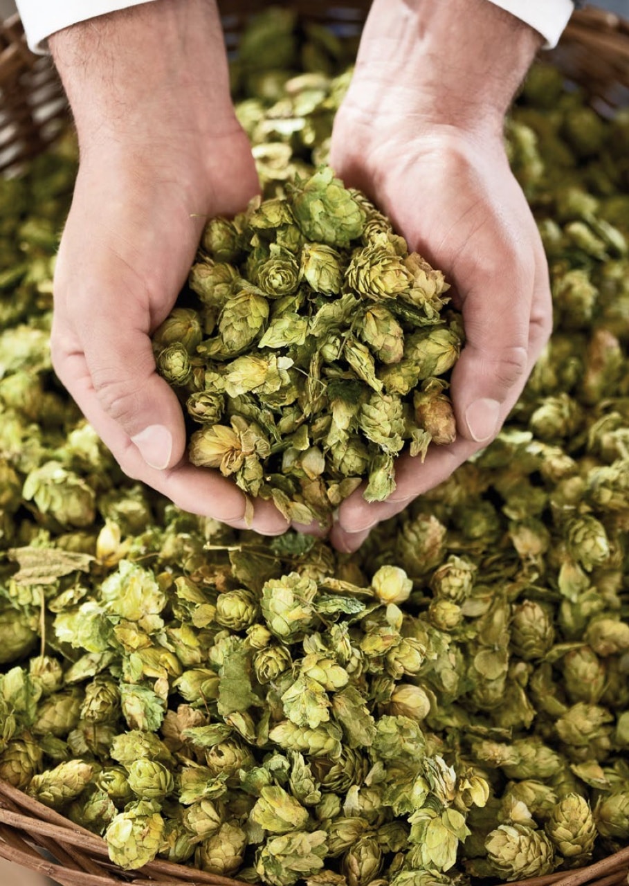 Two hands hold sustainably produced hops for the ERDINGER beer production.