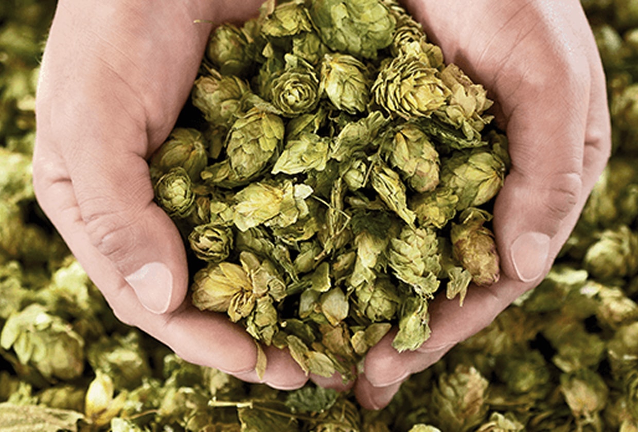 Two hands hold sustainably produced hops for ERDINGER beer production.