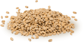 Our malt